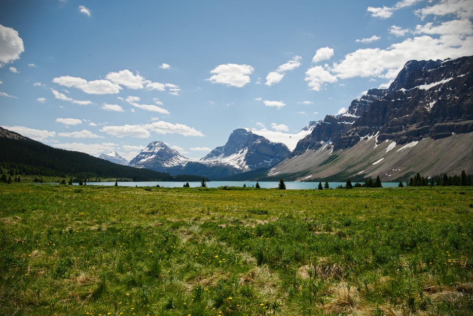 Bow Lake - Fields and Flowers