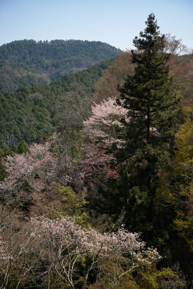 Yoshino - Mountainside