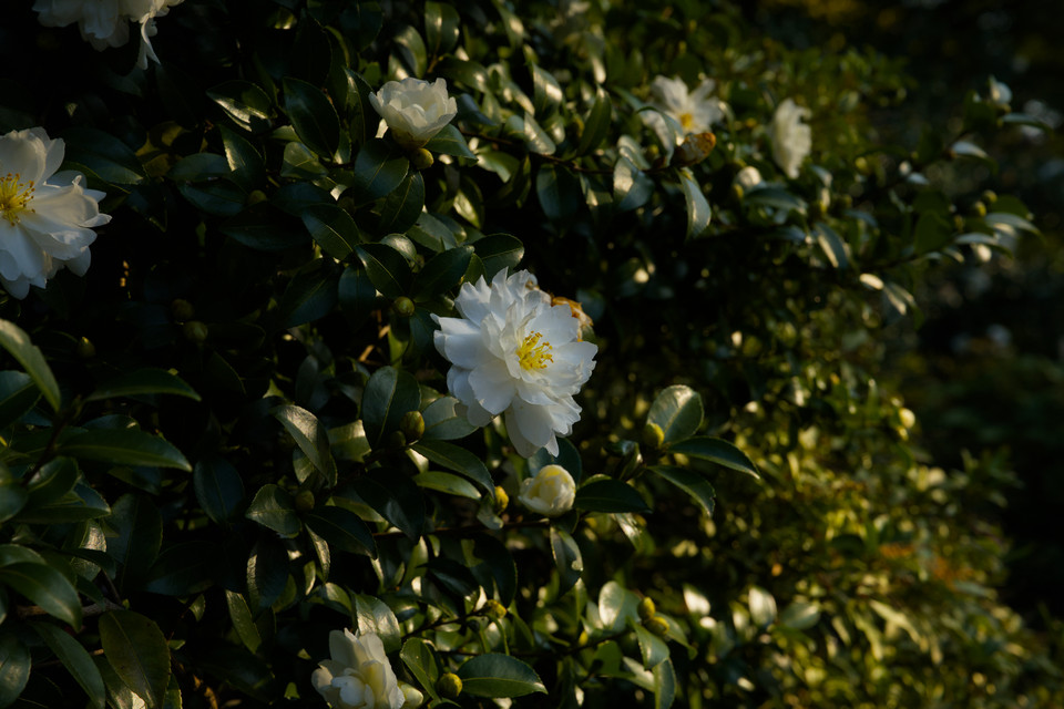 Imperial Palace - Camellia at Dusk
