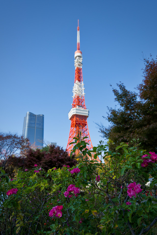 Prince Shiba Park - Tokyo Tower Flowers