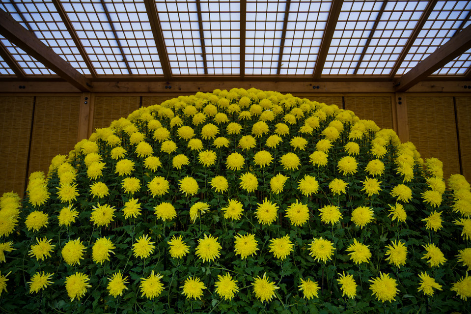Shinjuku Gyoen National Garden - Chrysanthemums I