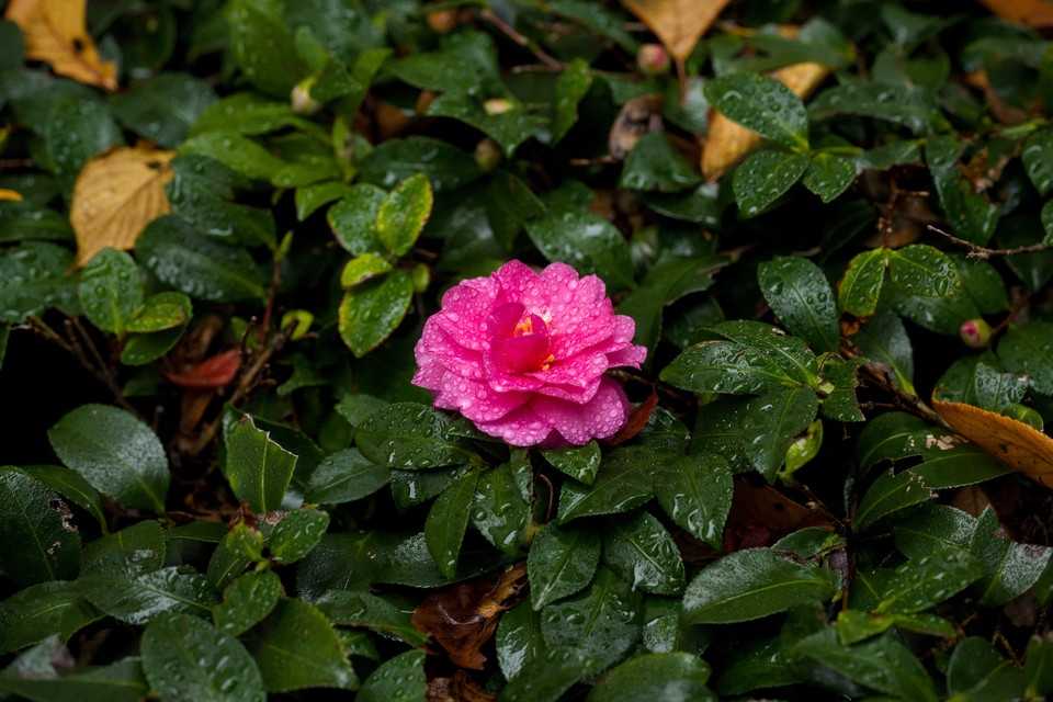 Ueno Park - Raindrops on Camellia
