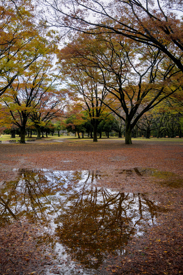 Yoyogi Park - Fall Reflections