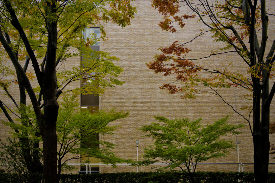 Yoyogi Park - Trees against Brick