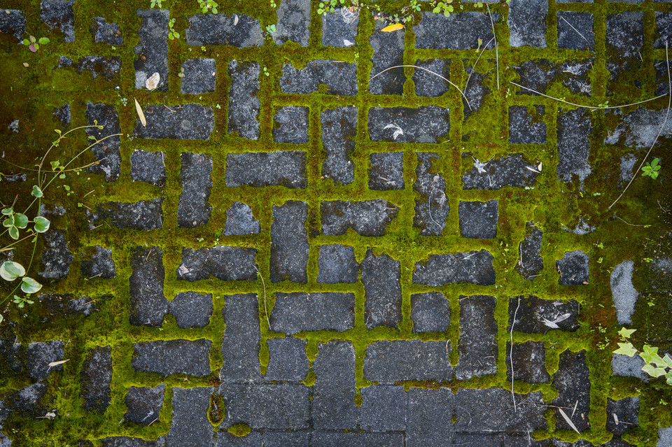 Zojoji Temple - Moss Patterns