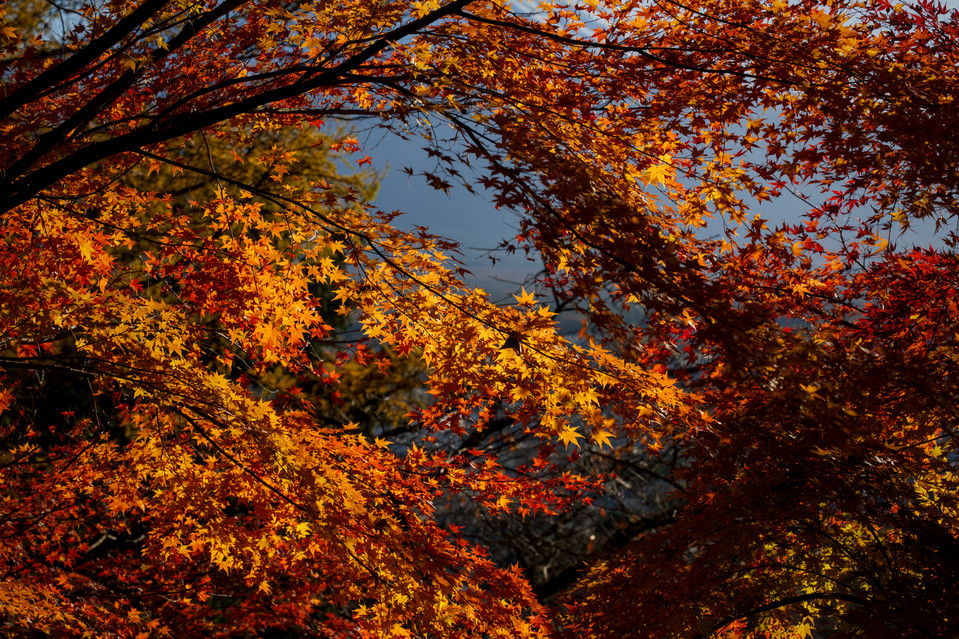 Arakura Fuji Sengen Shrine - Blazing Foliage II
