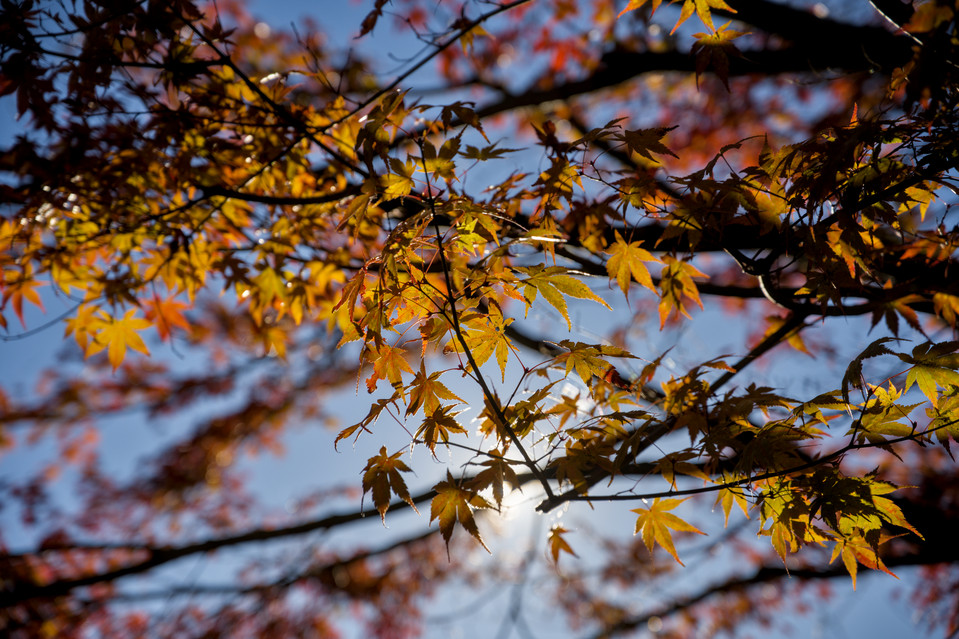Arakura Fuji Sengen Shrine - Maple Leaves Closeup I