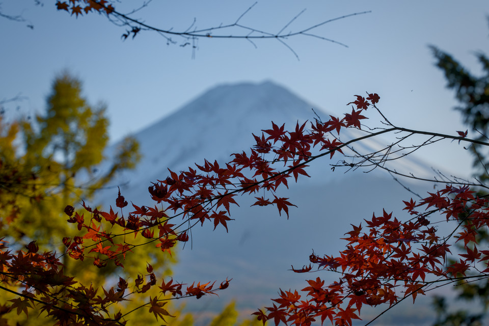 Arakura Fuji Sengen Shrine - Maple Leaves and Fujisan II