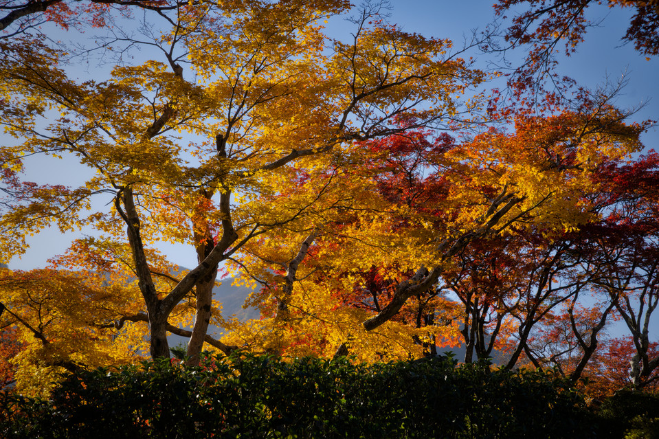 Hakone Gora Park - Sunset Maples