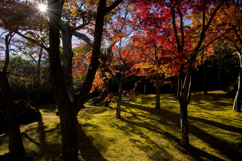 Hakone Museum of Art - Backlit Maples II