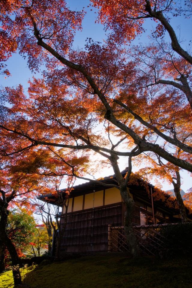 Hakone Museum of Art - Backlit Maples I