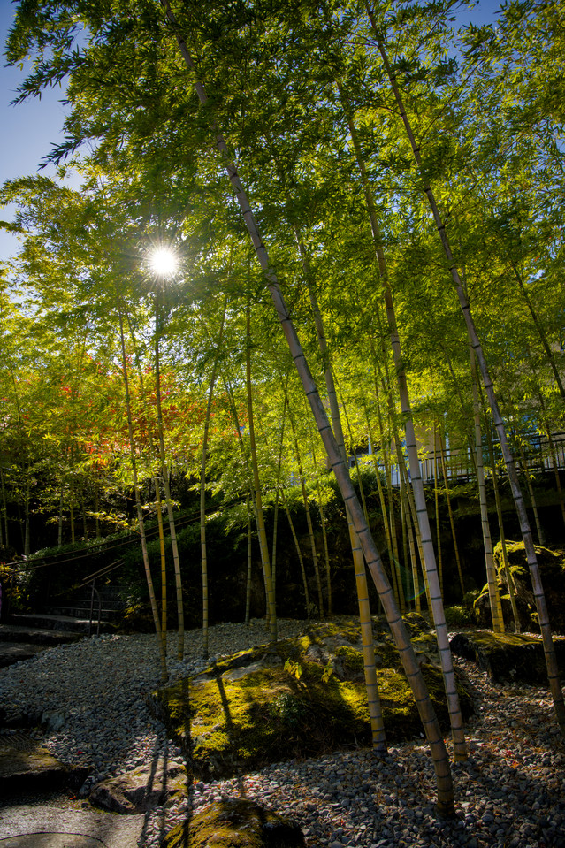 Hakone Museum of Art - Bamboo Grove