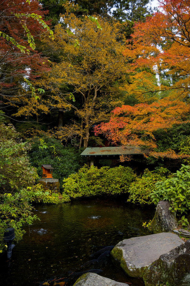 Hakone Shrine - Koi Pond