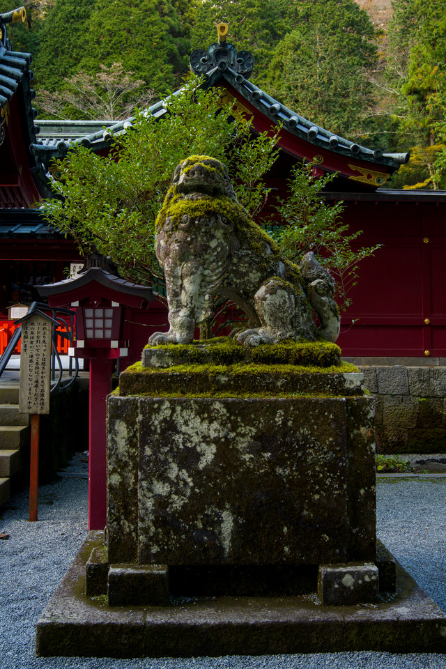Hakone Shrine - Mossy Komainu