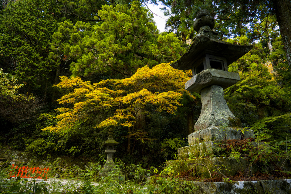 Hakone Shrine - Stone Lanterns