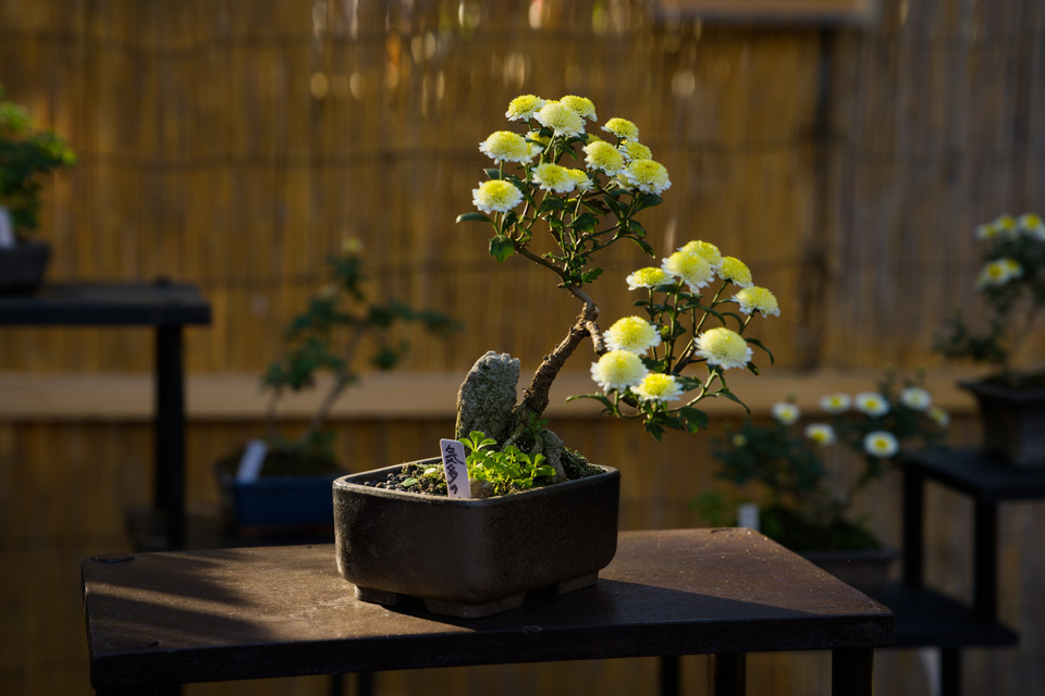 Mishima Rakujuen Park - Chrysanthemum Bonsai
