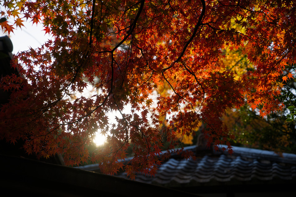 Mishima Rakujuen Park - Rakujukan House Foliage II