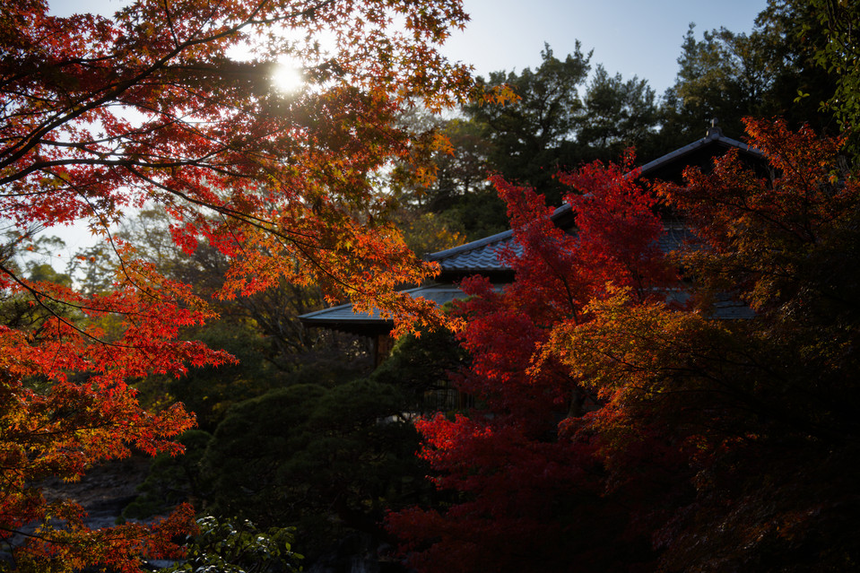 Mishima Rakujuen Park - Rakujukan House Foliage I