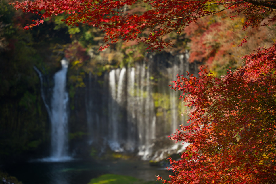 Shiraito Falls - Falls Framed in Foliage II