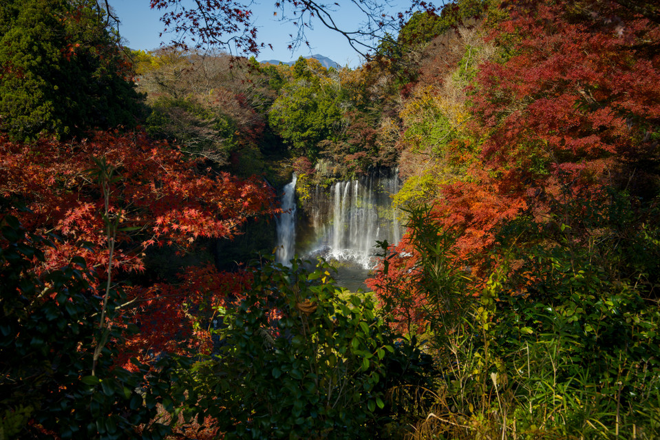 Shiraito Falls - Falls Framed in Foliage I