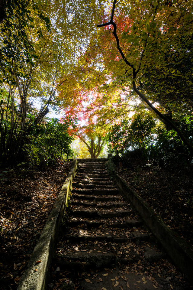 Shiraito Falls - Leaf-strewn Path