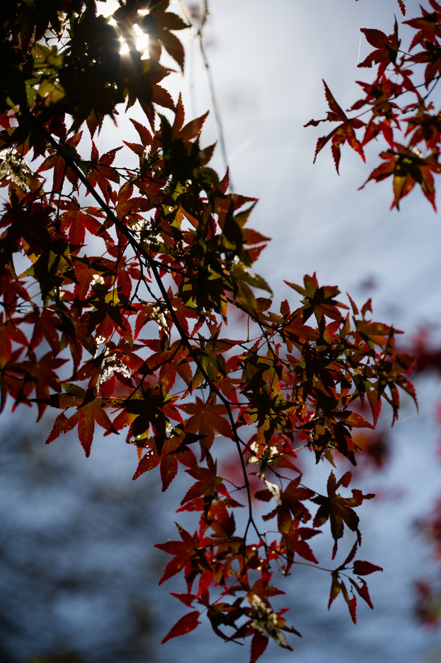 Shiraito Falls - Maple Leaves I