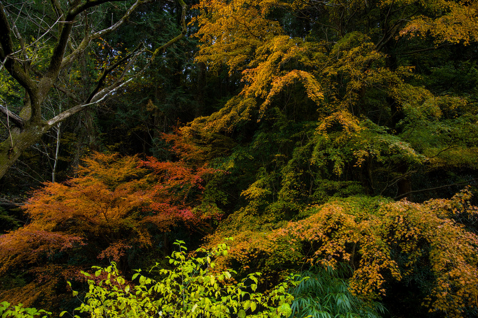 Takaosan - Forest Foliage III