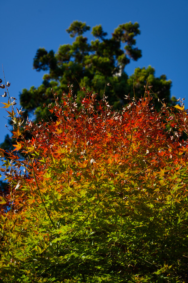 Takaosan - Rainbow Leaves