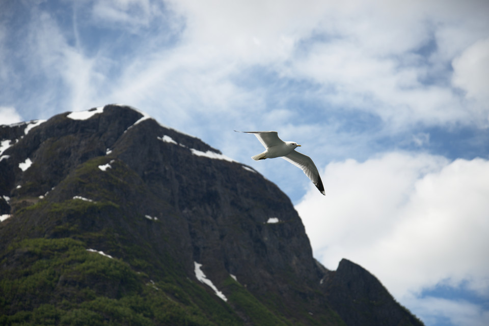 Nærøyfjord - Seagulls II