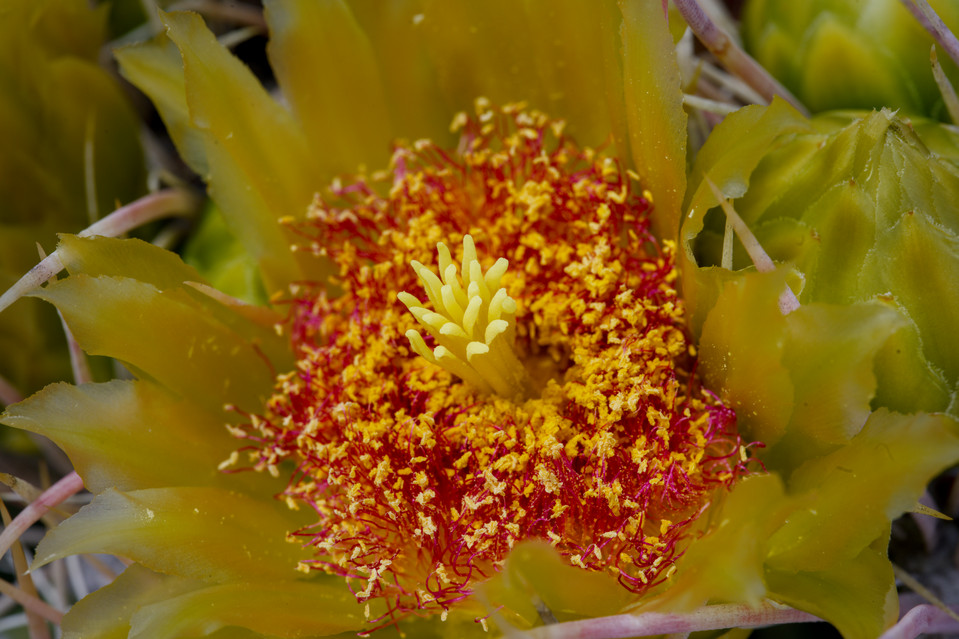 Anza-Borrego Desert - Cactus Flower