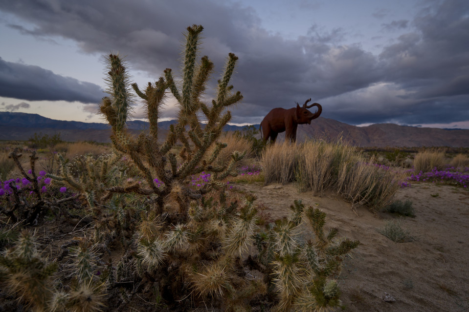 Anza-Borrego Desert - Elephant and Cacti