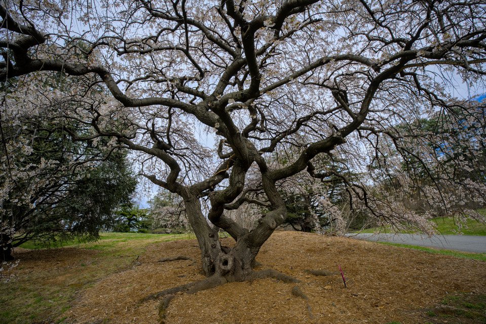 National Arboretum - Weeping Cherry Blossom