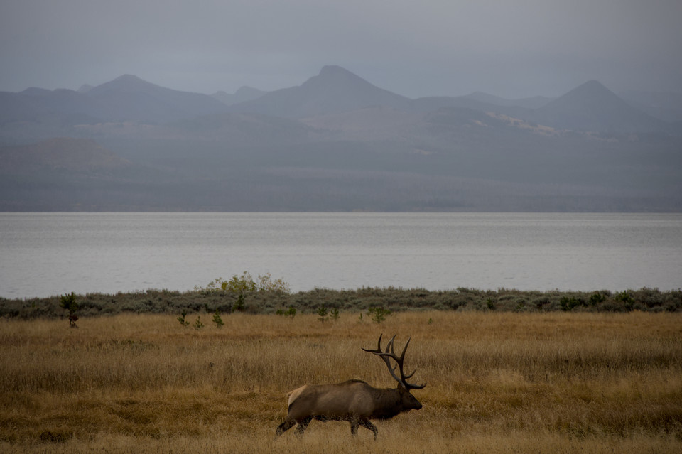 Lake Yellowstone - Bull Elk