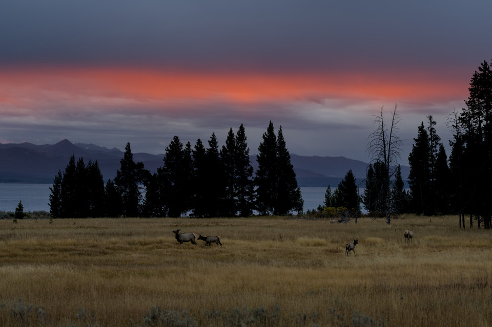 Lake Yellowstone - Elk at Play