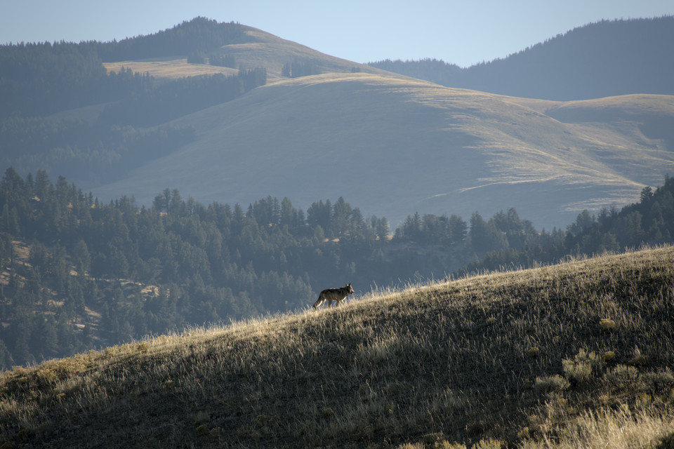 Lamar Valley - Wolf on the Hunt