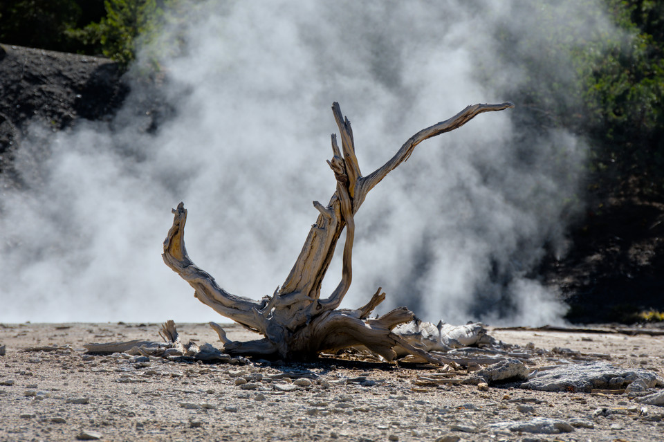 Norris Geyser Basin - Steam and Tree
