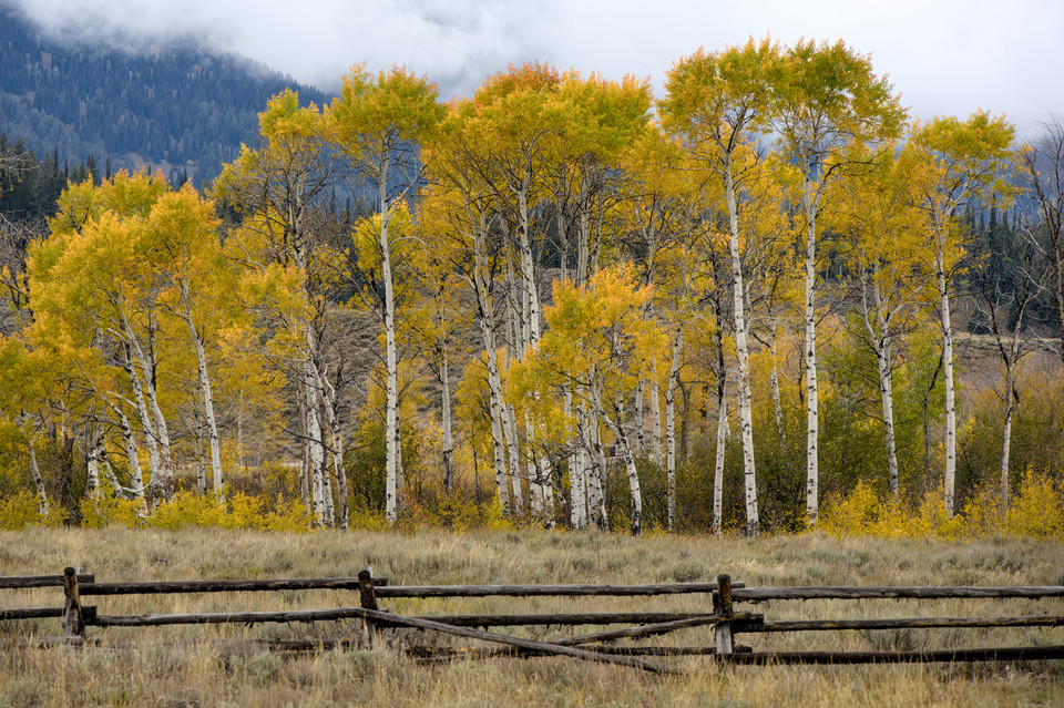 Menors Ferry - Fence and Aspens