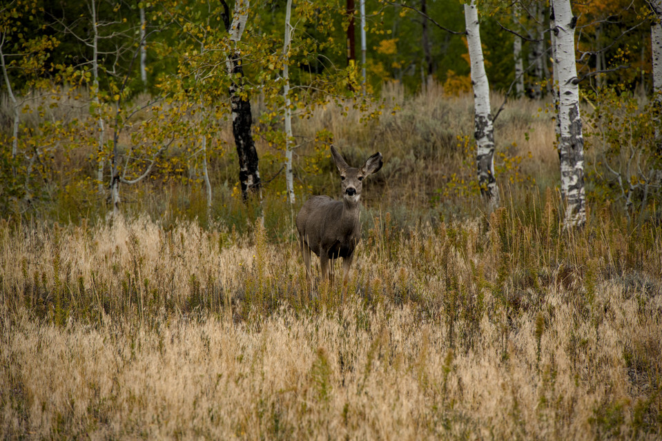 Moose - Mule Deer