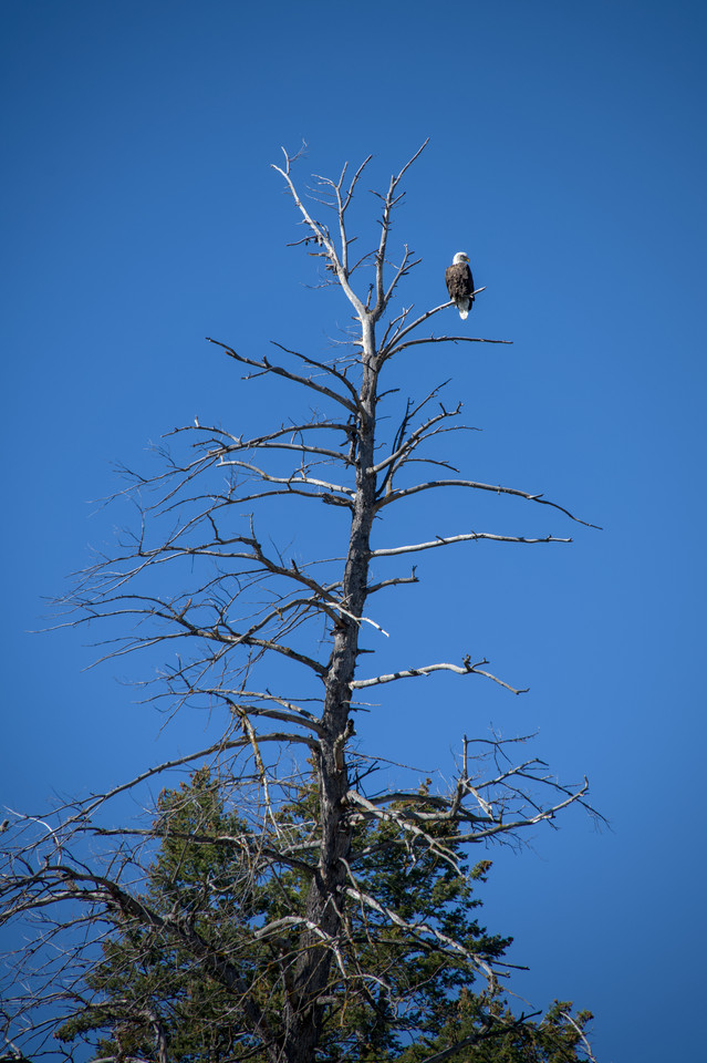 Snake River - Bald Eagle