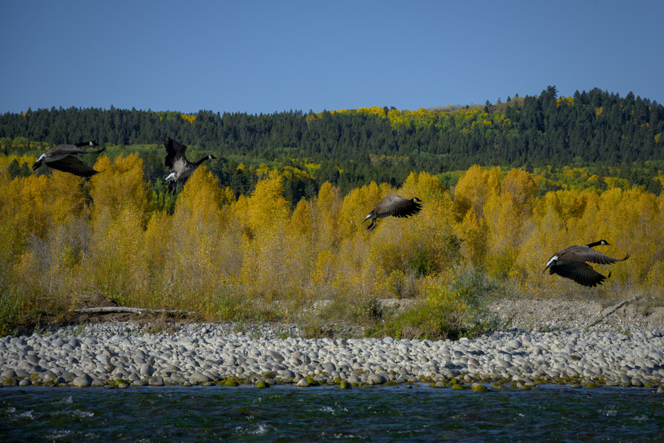Snake River - Canada Geese in Flight