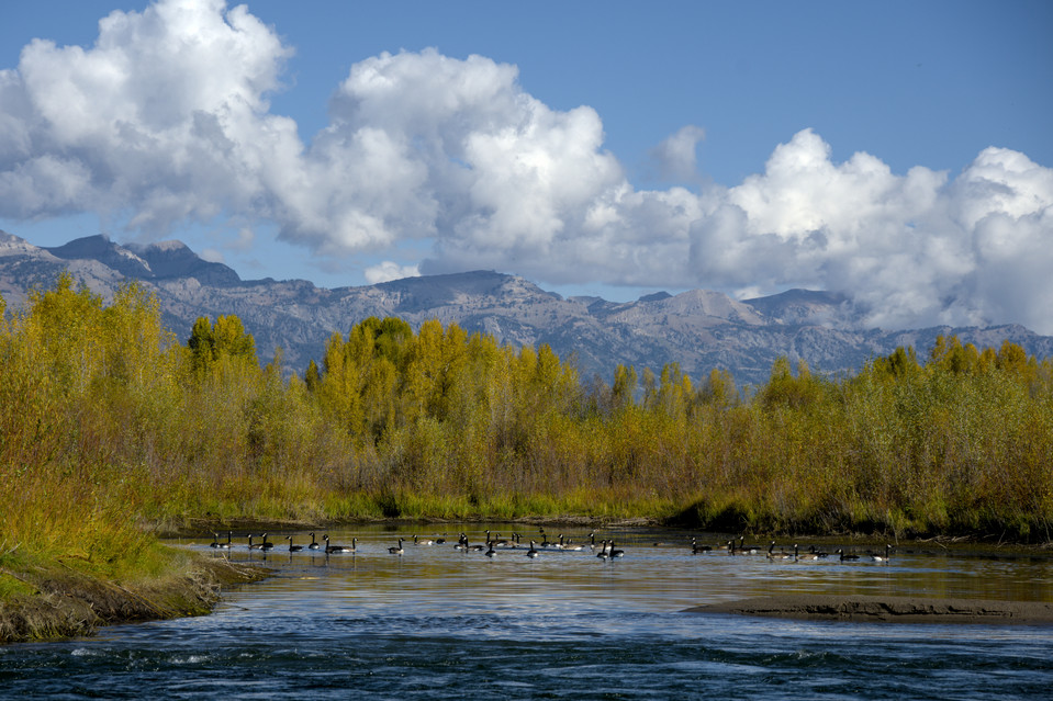 Snake River - Canada Geese