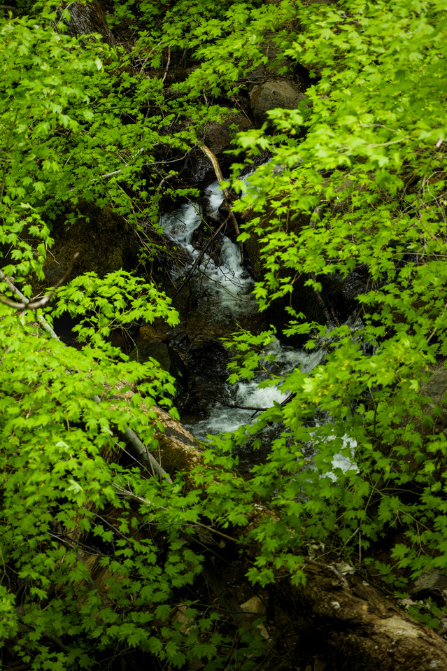 Hedge Creek Falls - Overgrown Stream