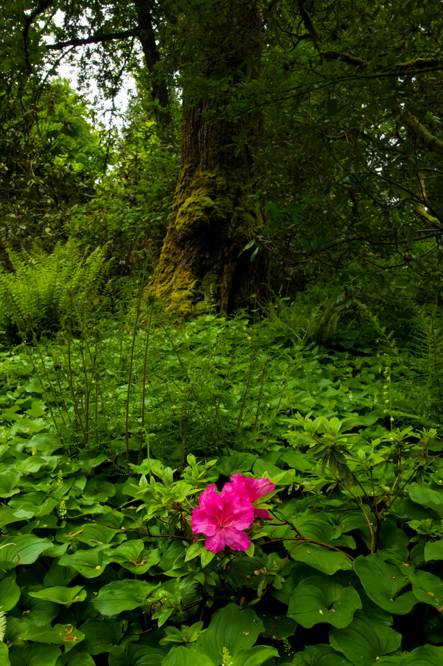 Bellevue Botanical Garden - Flower and Tree