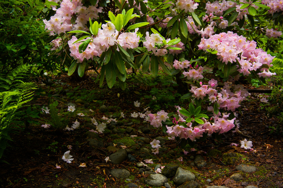 Bellevue Botanical Garden - Rhododendrons II