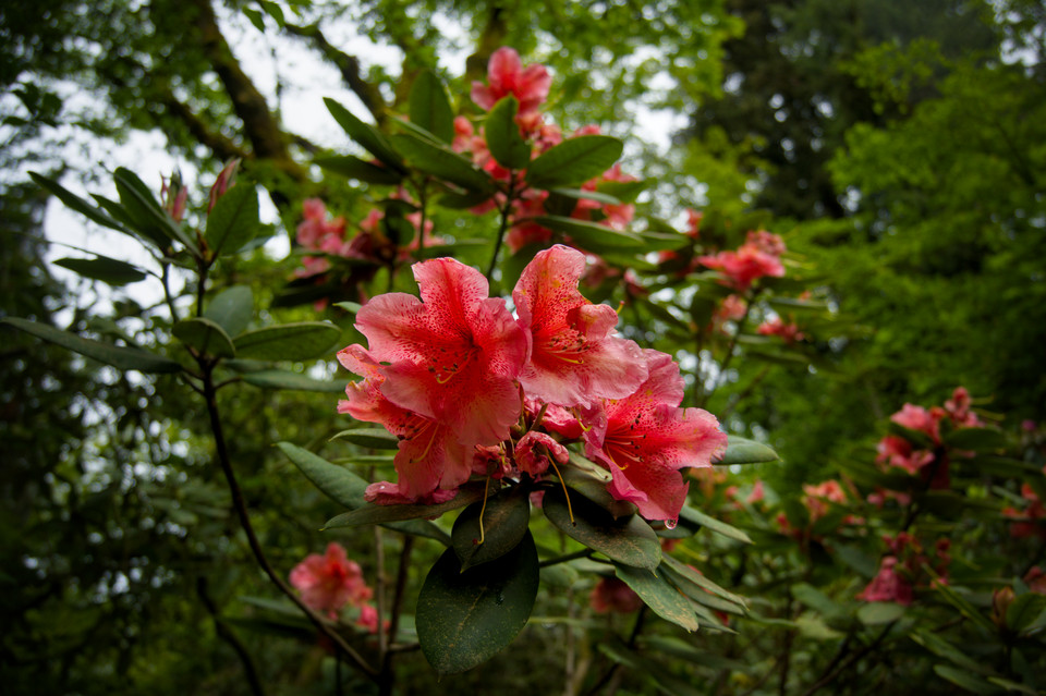 Bellevue Botanical Garden - Rhododendrons I