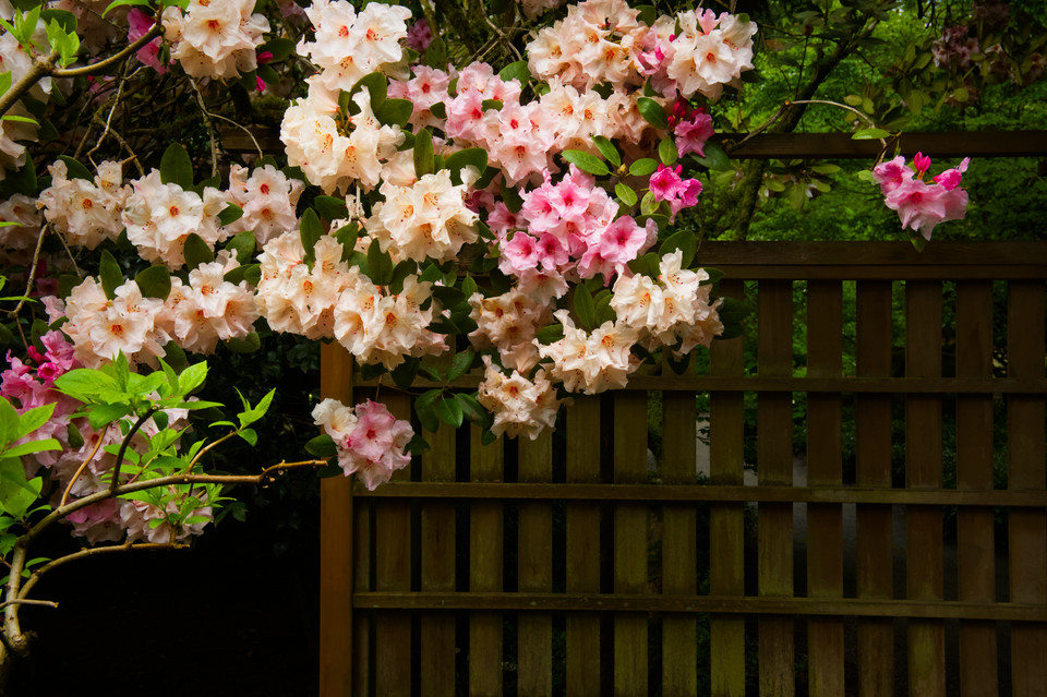 Bellevue Botanical Garden - Yao Garden Azaleas