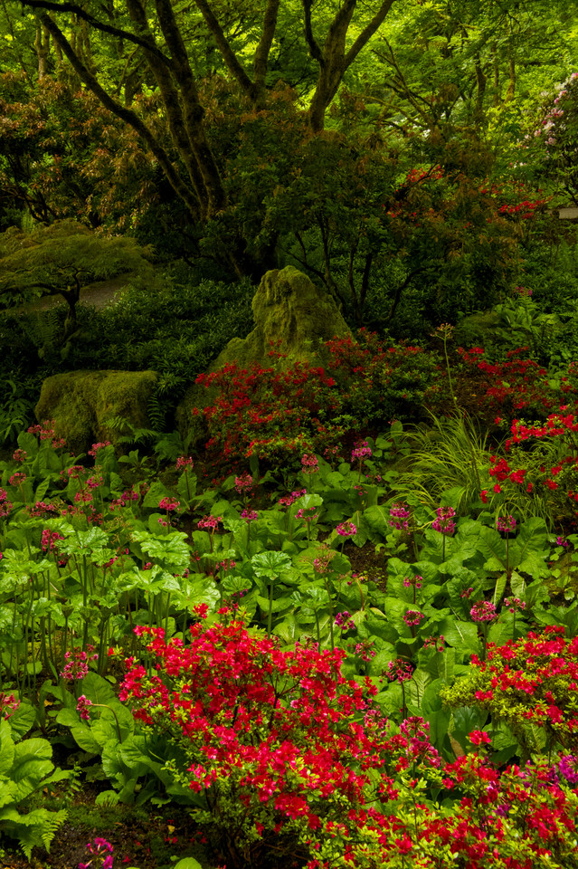 Bellevue Botanical Garden - Yao Garden Primroses II