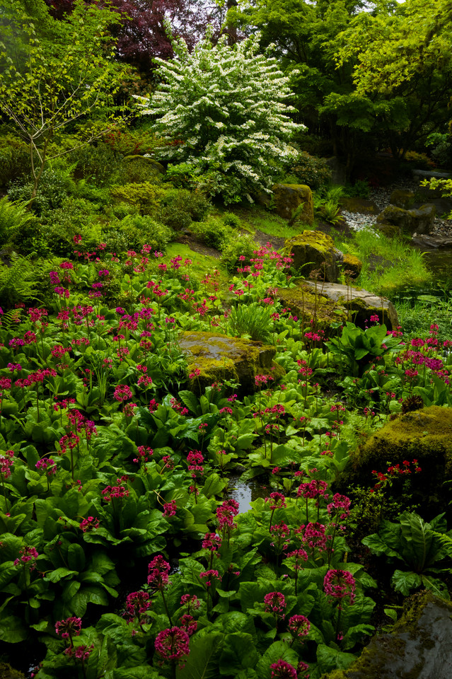 Bellevue Botanical Garden - Yao Garden Primroses I