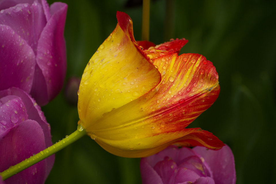 Tulip Festival - Closeup III