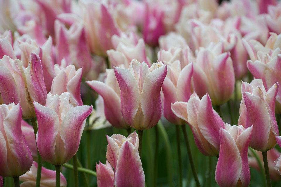 Tulip Festival - Closeup II